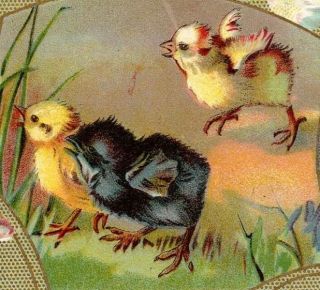 C.  1909 Vintage Happy Eastertide Postcard With Baby Chicks Easter Embossed