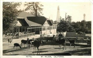 1935 Mt.  Wilson California Hotel Deer Rppc Real Photo Postcard 6974