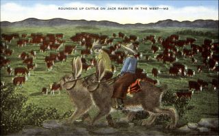 Cattle Roundup Cowboy Cowgirl Jack Rabbits Fantasy Exaggeration Humor 1940s