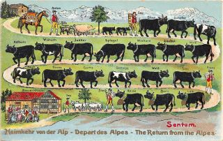 B69/ Sentum Austria Foreign Postcard C1910 H.  Guggenheim Return Alps Cows 12