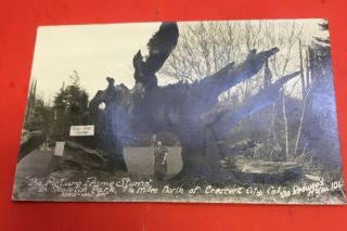 Af162 Rare Rppc Real Photo Postcard Picture Frame Stump Skeleton Park Redwood Ca