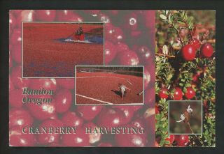 Industry Food Postcard Bandon,  Oregon Or Cranberry Harvesting
