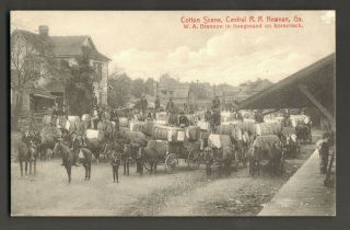 Ga.  " Cotton Scene,  Central R.  R.  Newnan,  Ga.  Brannon In Foreground On Horseback "