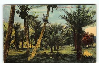 Cute 1919 Hawaii Postcard With Native In Palm Tree