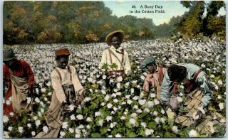 Black Americana Postcard " A Busy Day In The Cotton Field " Curteich Sample C1910s
