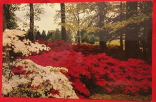 Winterthur Delaware De Garden Azalea Blossom Oak Trees Vintage Postcard Du Pont