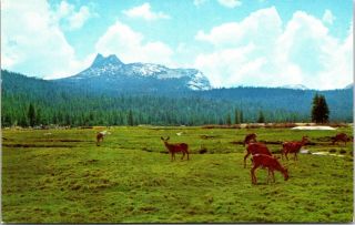1955 Curteich Postcard Yosemite National Park High Country Tuolumne Meadows