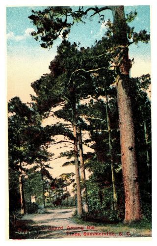On Guard Among The Pines Summerville Sc Vintage Postcard S10