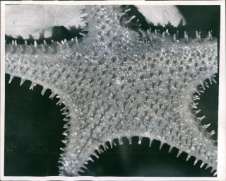 1965 Starfish Hippasterias Spinosa Scallops Sea Underwater Beauty Photo 8x10