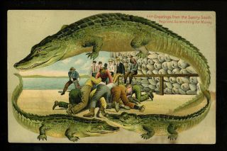 Alligator Border Postcard Sunny South Greetings Black Americana Langsdorf S651
