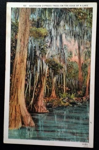 Florida Postcard Vtg Early 1900s Southern Cypress Trees Antique Moss River