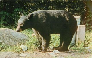 Postcard Black Bear,  Great Smoky Mountains National Park