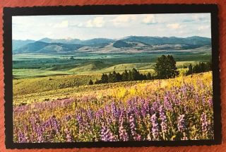 Vintage Postcard: Bob Marshall Wilderness Area,  Montana.  Lupines