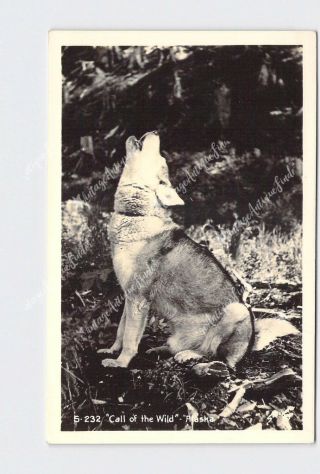 Rppc Real Photo Postcard Alaska Call Of The Wild Wolf Puppy Howling Sandborn S - 2