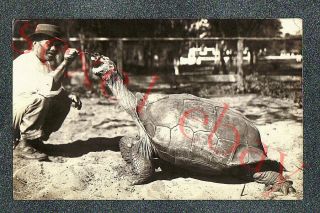 Honolulu Hawaii Giant Tortoise - Circa 1916 Rppc Photo Grade 5