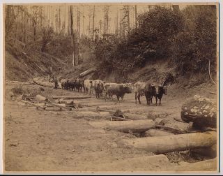 7x9 Cabinet Real Photo Oxen Log Logging Territory Wa Washington Oregon Or 1890s?