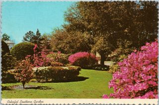 Georgia Postcard - Southern Garden Scene With Azaleas,  Camelias,  Dogwood And More