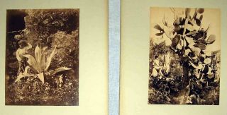 C1860s - Taormina Italy Plants W/young Men Albumen Photograph Pair (2) - Crupi Attrib