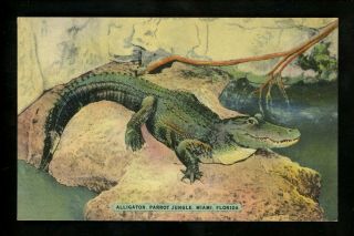 Animal Postcard Alligator Parrot Jungle Miami,  Florida Fl Linen Colourpicture