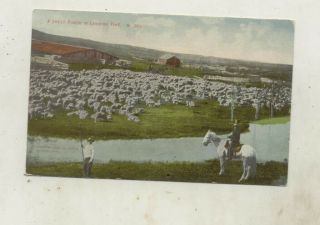 C.  1910 Sheep Ranch,  Montana Postcard