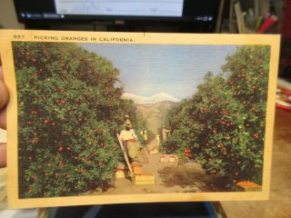 Vintage Old Postcard California Black Slaves Orange Grove Orchard Picking Fruit