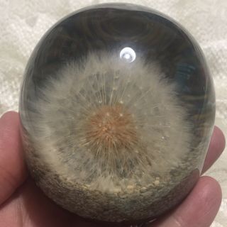 Vintage Dandelion Resin Paperweight,  Sand Graphics,  3 X 2 5/8”,  Guc