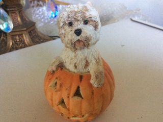 Signed Sherratt & Simpson England Halloween White Dog In Pumpkin 3 1/2” Tall