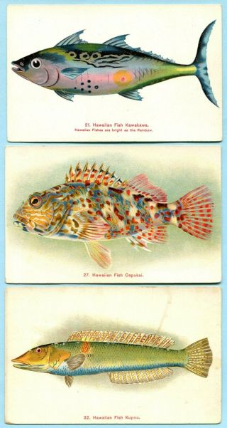 3 Pre - 1910 Hawaii Territory Private Mailing Card Color Litho Fish