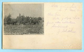 2 1900 - 1906 Hawaii Territory Postcards Palm Ave & Harvest Crops Undivided Back