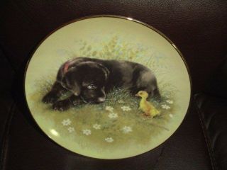 Taking A Gander Joseph Giordano First Impressions Collectors Plate Black Lab Pup
