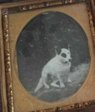 Antique Rare 1800s Small Tintype Photograph Of A Terrier Dog.
