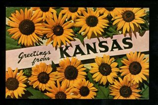 Sunflowers Postcard Kansas Ks Greetings From Sunflower State Noble Publ.  Chrome