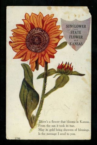 Sunflowers Postcard Kansas Ks 1790 Poem 1909 William Haffner Publisher