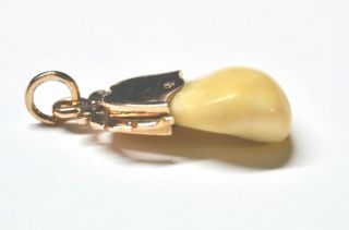 Elks Tooth Pendant Set In 14k Yellow Gold Cap And Bail 1.  25 Inches Long