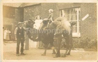 Rp Burgh St Peter Camel Waveney Hotel / Pub Zoo Beccles Norfolk R Photo 1907