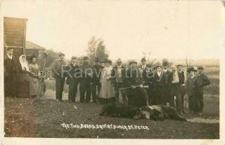 Rp Burgh St Peter Two Bears Shot From Zoo Nr Beccles Norfolk Real Photo 1907