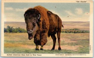 Vintage Texas Postcard " Old Charlie Buffalo In West Texas " Curteich Linen C1940s