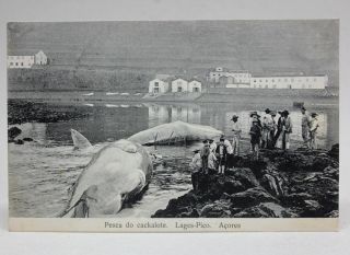 Old Antique Uncirculated Postcard Portugal Azores Lages Pico Hunting Of Whales