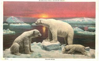 Milwaukee Public Museum Group Diorama Polar Bears Sunset 1910