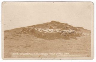 Bunch Of Sheep On A Homestead Near Upton Wyoming Real Photo Postcard Animal Rppc
