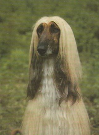 Afghan Hound Dog Postcard 20
