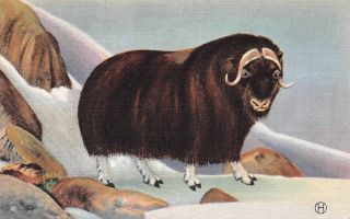 C19 - 4935,  Northwest And Alaska Musk - Ox,  Animal