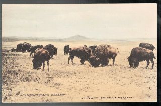 1907 15 Wild Buffaloes Grazing Huffman Milestown Montana Postcard