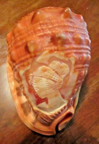 Vintage Conch Sea Shell Carved Cameo Of Woman