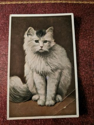 Cat Vintage Postcard.  White Cat With Black Patch.  Not Mailed.  Creases.