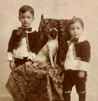 Antique 19thc Victorian Boys Pug Dog Studio Cabinet Photo