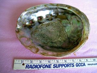 Sea Shell Collectible.  Large 10 " Abalone Shell.  Great Briight Coloring