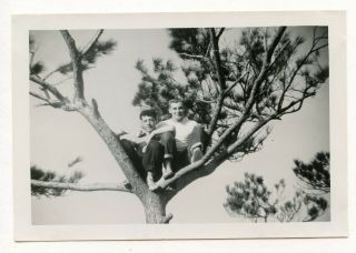 11 Vintage Photo Affectionate Soldier Buddy Boys Men Up A Tree Snapshot Gay