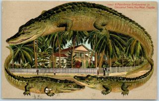 Vintage Key West Florida Alligator Border Postcard S663 House / Cocoanut Trees