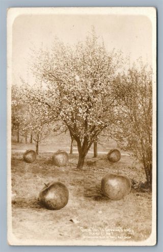 Exaggerated Apples In Garden 1909 Antique Real Photo Postcard Rppc Collage